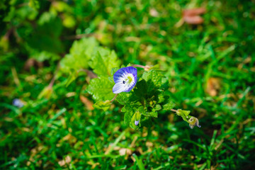 Veronica officinalis flowers