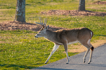 Young White Tailed Buck in wildlife sanctuary in Rome Georgia.