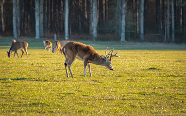 Young White Tailed Buck in wildlife sanctuary in Rome Georgia.