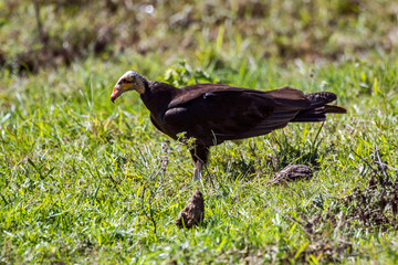 Lesser Yellow headed Vulture photographed in Corumba, Mato Grosso do Sul. Pantanal Biome. Picture made in 2017.