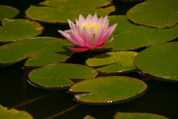  colorful lotus flower on the water