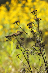 Tansy (Tanacetum vulgare) is a perennial, herbaceous flowering plant of the aster family, native to temperate Europe and Asia. Withered wild flowers.