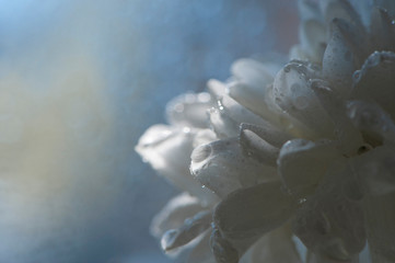 delicate flower petals in morning dew