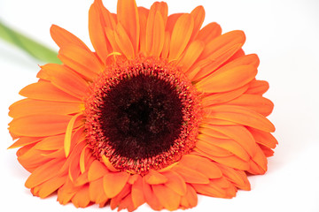 Gerbera-a magnificent flower with petals, like a Daisy orange on a white background. Gerbera is a perennial beautifully blooming flower.