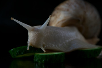 snail with cucumber on a black background