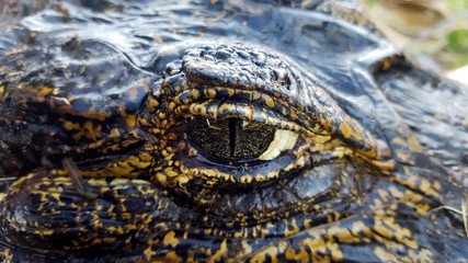 Yacare Caiman photographed in Corumba, Mato Grosso do Sul. Pantanal Biome. Picture made in 2017.
