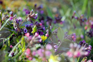 Wiese mit mit einheimischen Blumen wie echtes Lungenkraut Pulmonaria officinalis im Frühling