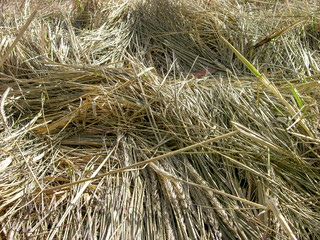 Cereal long-root  with hard leaves Leymus arenarius in natural conditions. Narrow focus.   