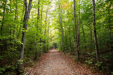 path in the woods