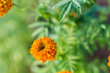 Marigold flower with soft sun light