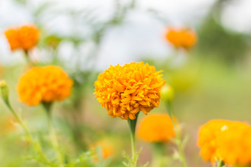 Marigold flower with soft sun light
