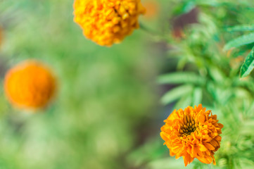Marigold flower with soft sun light