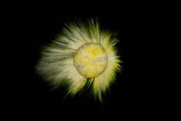 Gelbe Schokolinse löst sich im Wasser, optisch ähnlich einem Planeten im All.