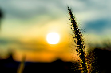 Wild grass isolated