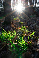 Grasbüschel im Wald mit Blendenstern