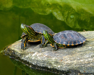 Aquatic turtles resting on a rock out of the water