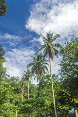 Fototapeta na wymiar Coconut tree under the blue skies