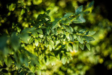 Obraz premium Samshit buxus in the garden. Ukraine, summer