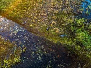 Yacare Caiman photographed in Corumba, Mato Grosso do Sul. Pantanal Biome. Picture made in 2017.