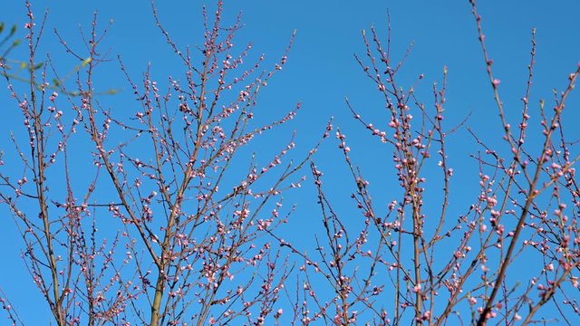 Pfirsichbaum Bl&uuml;te zum Fr&uuml;hlingsanfang vor blauem Himmel