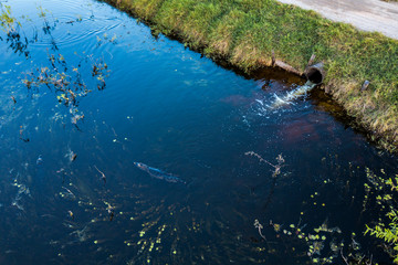 Yacare Caiman photographed in Corumba, Mato Grosso do Sul. Pantanal Biome. Picture made in 2017.