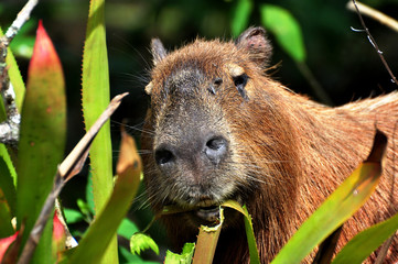 Capybara at Ilha Anchieta State Park - Ubatuba (SP) Brazil
