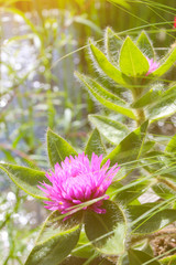 Beauriful summer flowers in the botanical garden. Natural background at summer.