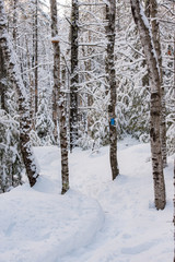 winter woods landscape 