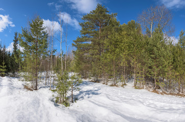 Early spring on a Sunny day landscape in the forest with melting snow.