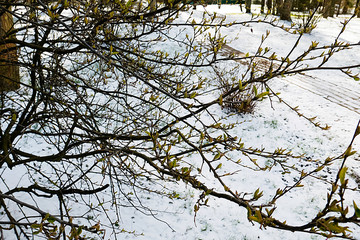 Branch with young green leaves on background of snow.