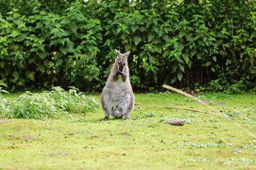 kangaroo eats standing on green grass in a city park. Portrait of a wild kangaroo. selective focus.