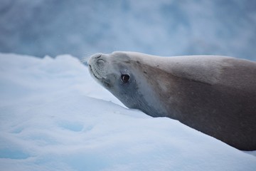 Fototapeta premium Crabeater ( Krill-eater ) Seal , Antarctica 