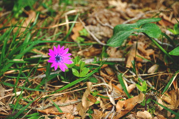 Spring flower in pink color on the green grass background