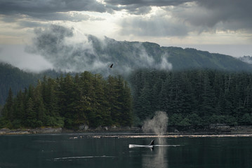 Orca whale in Southeast Alaska