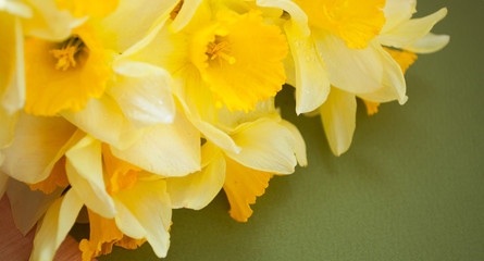 Fototapeta premium Greeting card with daffodils on a green background. Greeting card for mother's day.