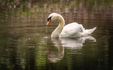 Wild Mute Swan swimming in lake in Rome Georgia.