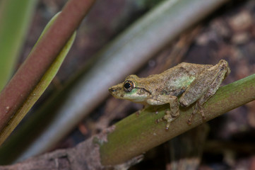 Small brazilian frog in Cananéia (South Coast of the State of São Paulo) - Brazil