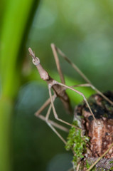 False stick bug (Proscopiidae) hidden in vegetation