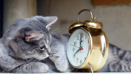 The cat lies on its side. Looks at a vintage alarm clock. Concept - wake up on time, mode