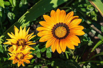 Beautiful bright yellow flower among green leaves. Summer. Close-up.Top view.