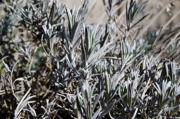 Lavender green foliage in early spring