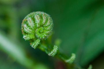 New leaf sprouting in growing spiral