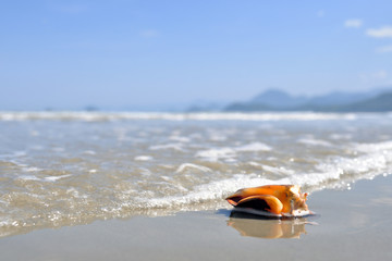 Fototapeta na wymiar Gatropode mollusk shell on Ubatuba beach (SP) Brazil