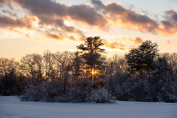 sunset in the forest in winter