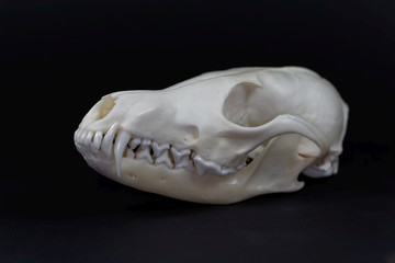 Skull of a red fox, Vulpes vulpes