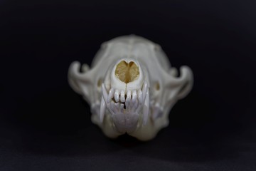 Skull of a red fox, Vulpes vulpes