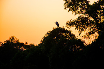 Breaking Dawn in the Pantanal photographed in Corumba, Mato Grosso do Sul. Pantanal Biome. Picture made in 2017.