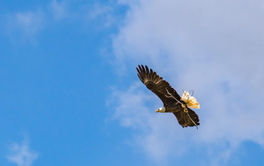 American Bald Eagle bringing branch to nest in Rome Georgia.