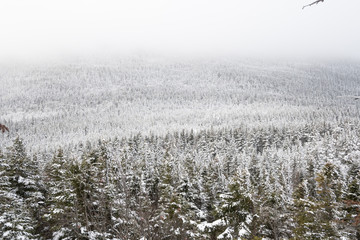 snow covered mountain forest