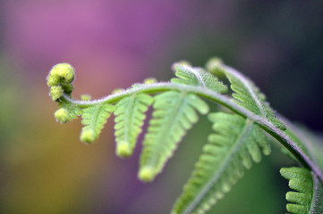 New leaf sprouting in growing spiral